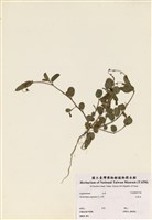 藏品(煉莢豆(山地豆))的圖片